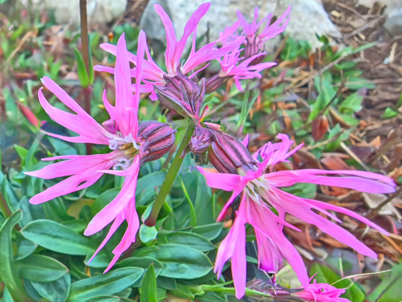 Zwergkuckucksblume - Lychnis flos cuculi nana